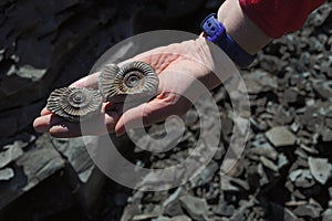 Ammonite - fossil mollusk. photo